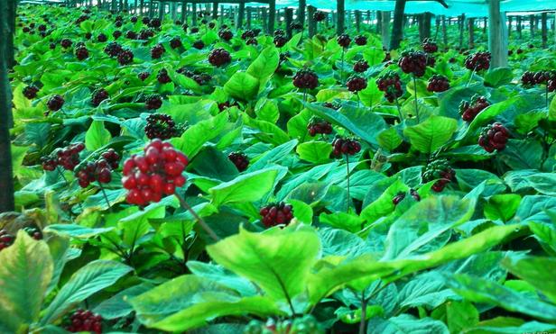 ginseng seeds china chang bai mountain Plant seeds